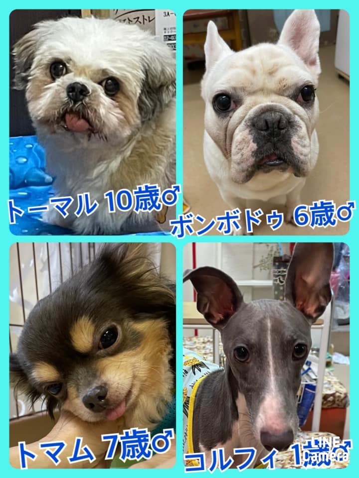 🐾今日の里親様募集中ワンコ🐶メンバーです🐾2021,9,2